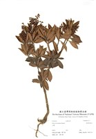 藏品(臺灣馬醉木)的圖片